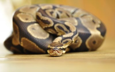 Les animaux dangereux à Bali : faut-il vraiment s’inquiéter ?