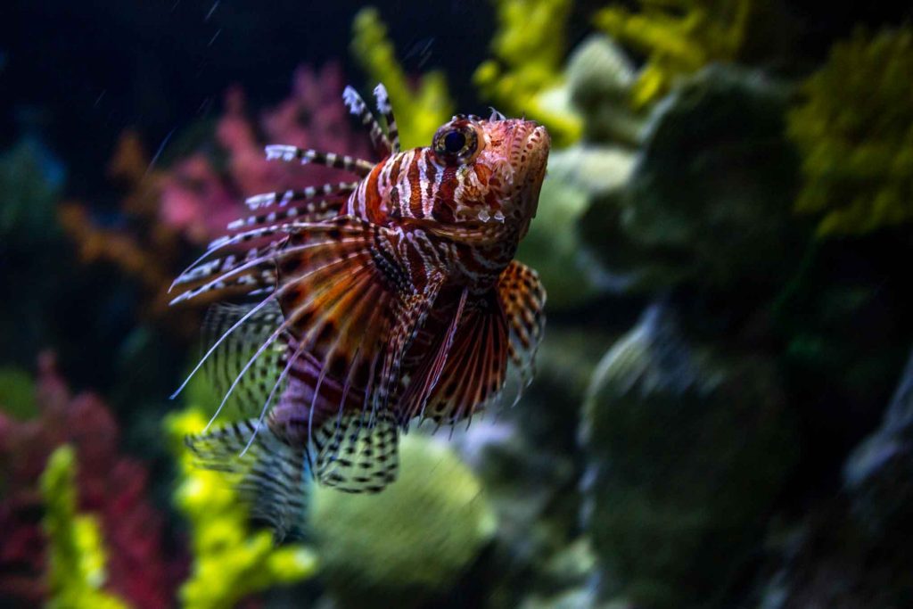 poissons-scorpions bali